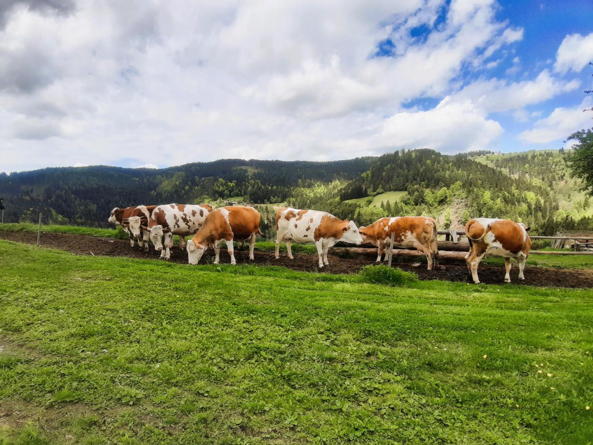 Apartments Organic Tourist Farm Gradisnik Prevalje المظهر الخارجي الصورة